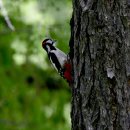 몽골의 새46 - 오색딱따구리(Great spotted woodpecker) 이미지