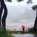 봉천사개미취(문경)축제 고모산성.토끼비리잔도 이미지