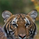 (주)코로나펫 이미지