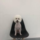 THE 빛나개 이미지