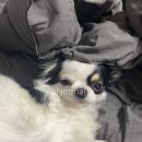 안녕하개 이미지