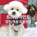 만두네 애견미용실 | 양천구/목동애견미용 가위컷 잘하는 곳 <트리밍마인드>