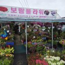 은평구 꽃집 보람플라워, 아들의 최애 끈끈이주걱 키울까?