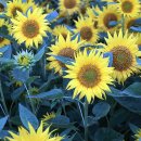 일로일로 이미지