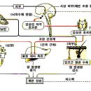 인체의 이해 - 2. 항상성의 유지 - (3) 호르몬의 조절 이미지