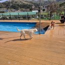 에덴파크 | 강아지수영장/에덴도그파크 재방문후기, 수영시키는 방법