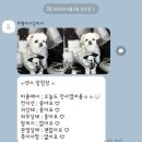 아기강아지 | 부평 애견 미용실 추천 강아지 미용주기 아기강아지 후기 내돈내산 :)