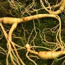 함양흑염소 이미지