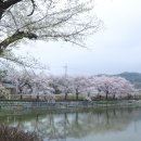 문수목장 | 작지만 완성도 있는 벚꽃 명소 충남 당진 가볼만한곳 골정지