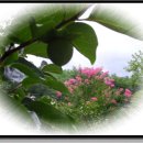 대자연농원 이미지