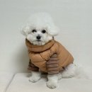 슈슈퍼피 | 강아지 패딩 이너 추천 _ (알파아이콘 핫독가드, 메종슈슈, 퍼피갤러리 올인원)