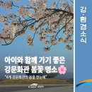 신단1길 | 아이와 함께 가기 좋은 강문화관 봄꽃 명소🌸