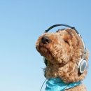 강아지 친구 이미지