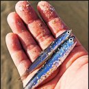 강릉정동진바다풍경오션뷰펜션 이미지