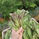 시골맛보리밥 이미지