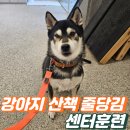 아웃독(OUT DOG) | 송파 강아지 훈련소 선택 가이드: 10년 경력 훈련사와 헬퍼독 상주 시스템