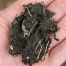 욕망의 열매 이미지