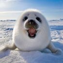 북극에서 만날 수 있는 동물들 이미지