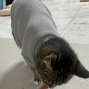 와즈펫(wispet) 이미지