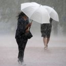 완도17호 이미지