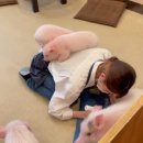 일본 돼지 카페 이미지