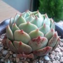 바디스 이미지