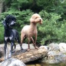 샘골산장 | 충청북도 단양 샘골산장펜션 후기 [대한설비에서 추천해요^^]