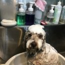 도그반하다 이미지