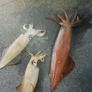썬레드호 이미지