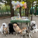러빗댕댕 | 댕댕이 생일파티 후기 (준비 및 계획, 답례품, 총액까지 총 정리)