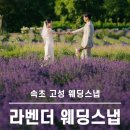하늬바다 | 6월 라벤더시즌 하늬라벤더팜 바다 웨딩스냅 촬영 후기