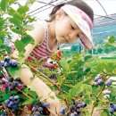 금강모치마을 이미지