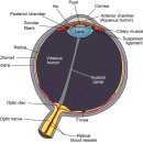 눈은 어떻게 기능을 하는가? How the Eye Works 이미지