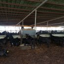 흑석산흑염소농장 이미지