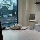 플로이몽 이미지