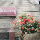 백설사세탁소 이미지