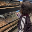 호텔아이 | 나인트리 판교 호텔 후기｜아이동반 스위트룸 후기·수영장 호캉스 추천