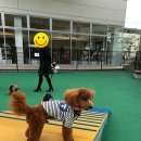 개를 미용하는 남자 이미지