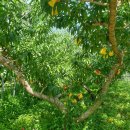 산골복숭아농장 이미지