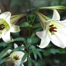 솔 한의원 이미지