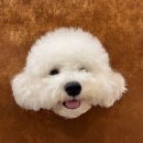 호텔멍 | [부산 애견호텔] 멍데뷰 강아지유치원 방문후기! 우리 강아지 표정이 다 말해줌