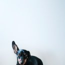 건강한 강아지 이미지