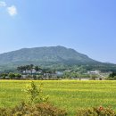유채 이미지