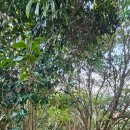 동백농원 | 3회 거제 공곶이 수선화 축제 개화 상태 다율농원