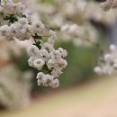 작은마을, 작은숲 이미지