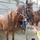 농협경제지주 안성팜랜드 승마센터 이미지