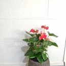 사파동429 이미지