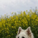 펫헤븐