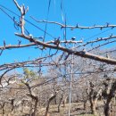 천만농장2 이미지