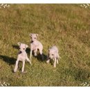 멍냥일번지 강아지분양고양이분양 의정부본점 | 남양주 애견 분양 갓불리켄넬에서 달리기 선수를 만나다